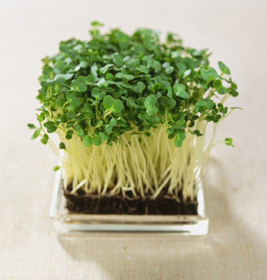 Watercress growing in square glass tray