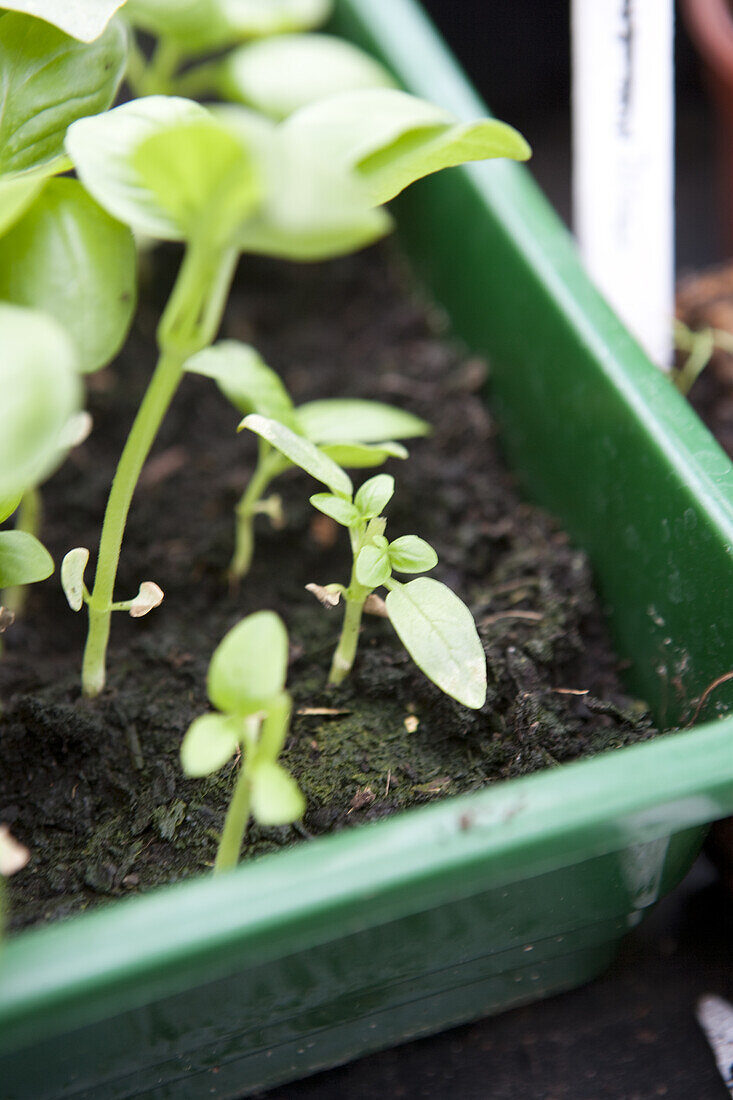 Re-potting bell pepper (Capsicum sp.)