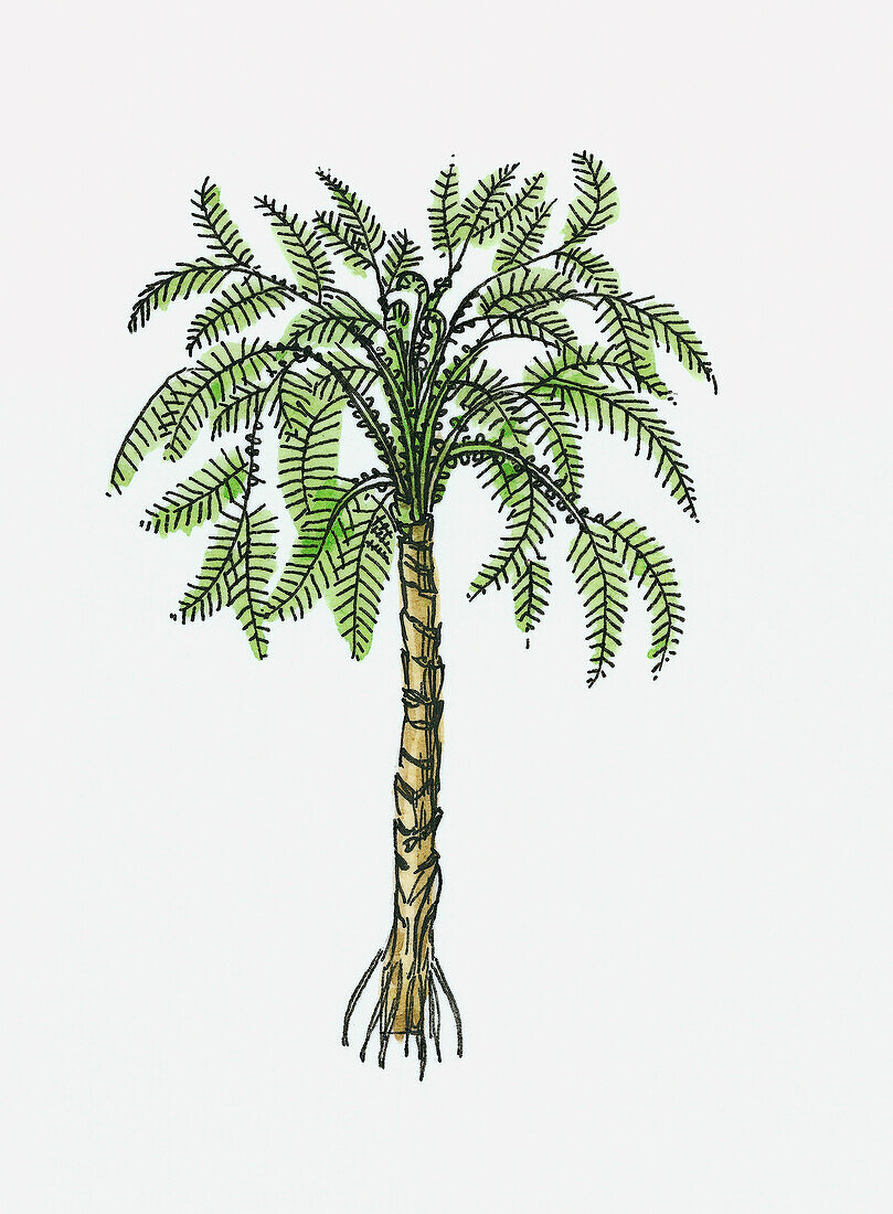 Seed fern (Paripteris sp.), illustration