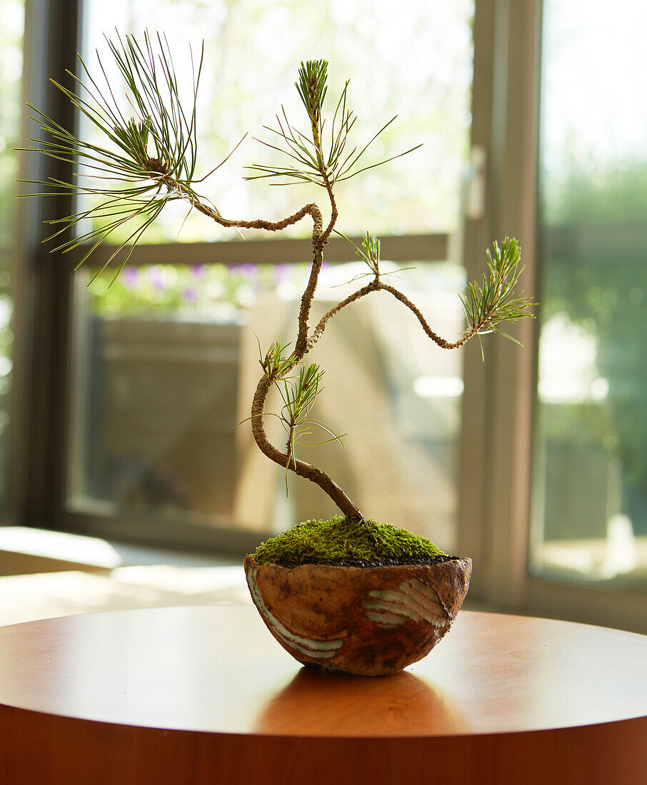 Instant Japanese black pine (Pinus thunbergii) bonsai tree