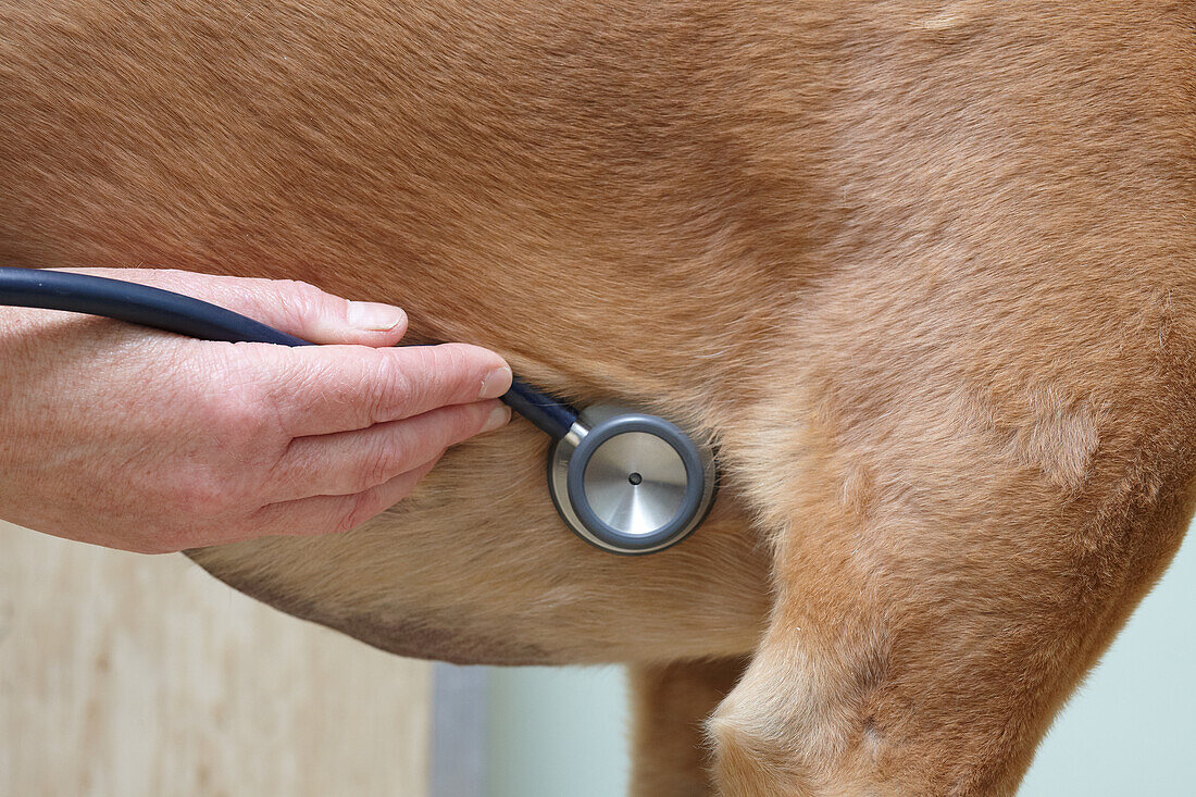 Lurcher being checked over by a vet