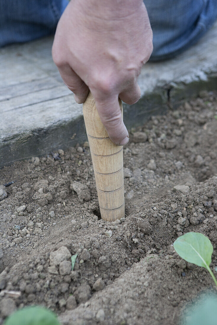 Creating holes in vegetable garden for planting using dibber