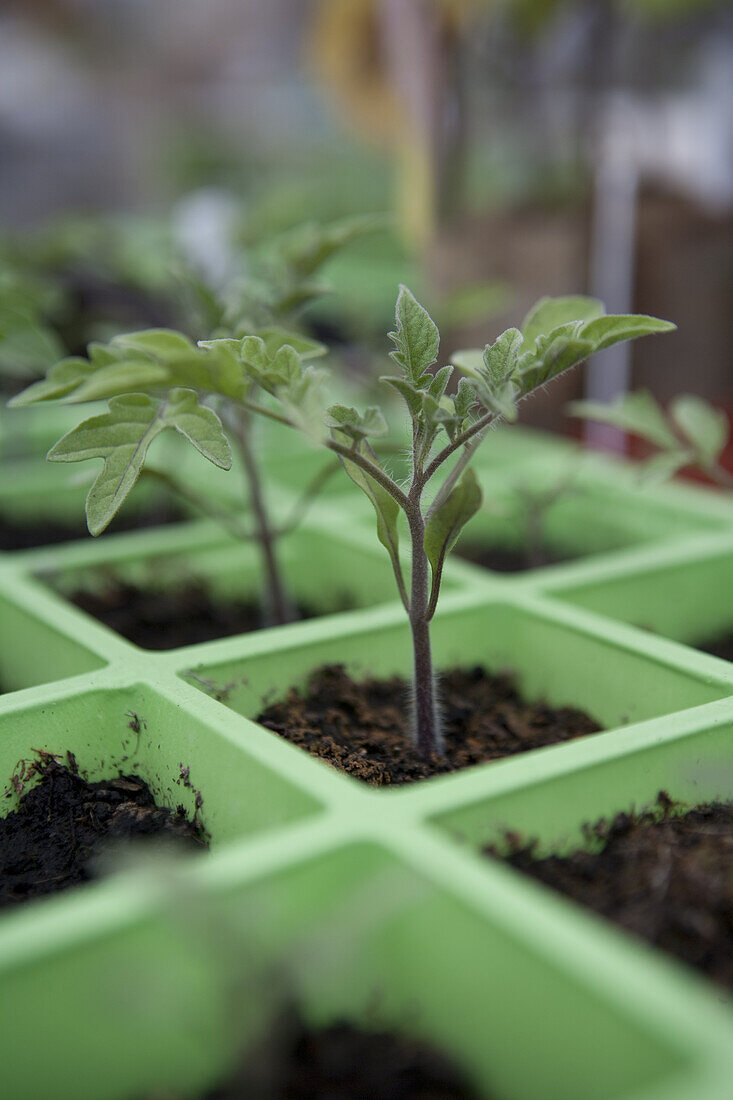 Tomato 'Gardeners Delight' seedlings growing in module trays