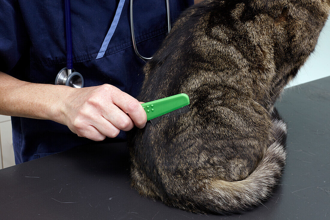 Vet checking cat for fleas using flea comb