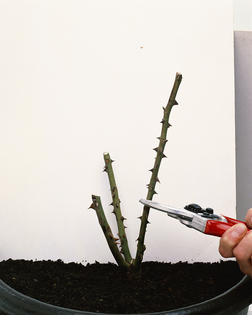 Using secateurs to prune rose stem just below thorn