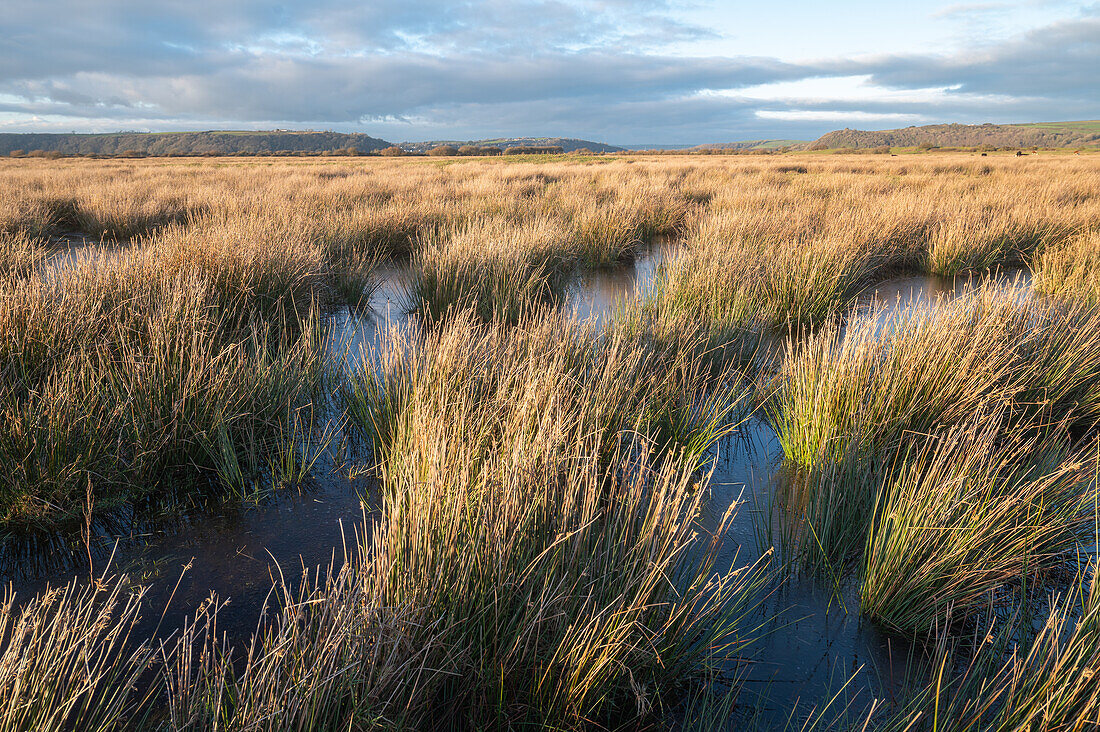 Juncus marshland near Laugharne, Wales