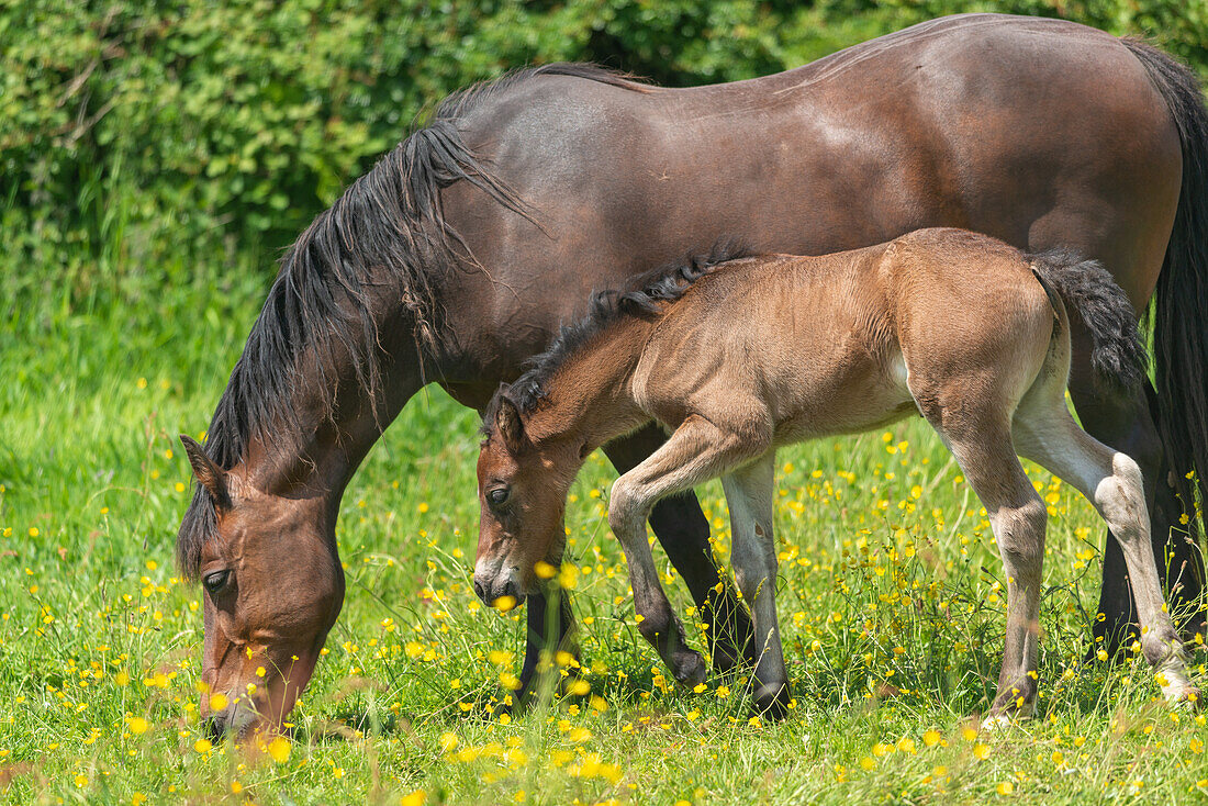 Welsh cob mare and foal in buttercup meadow