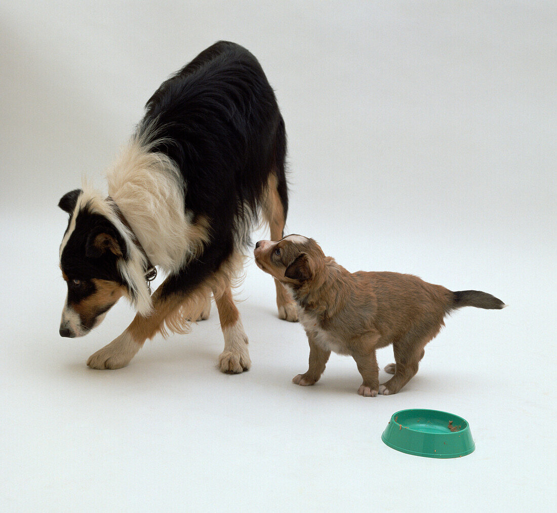 Puppy following an older dog away from a green bowl