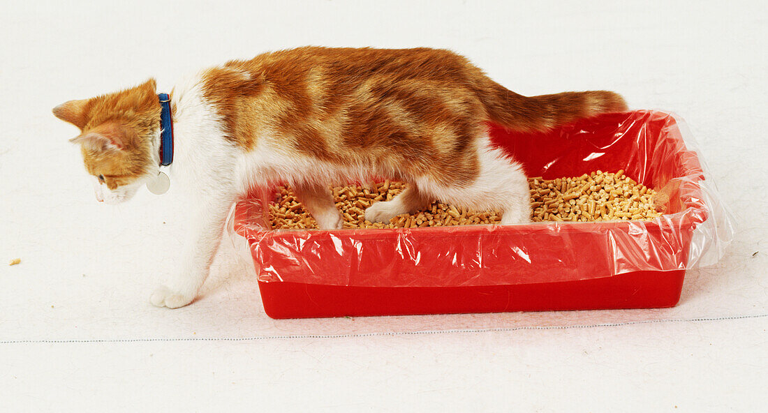 Cat climbing out of red plastic litter tray