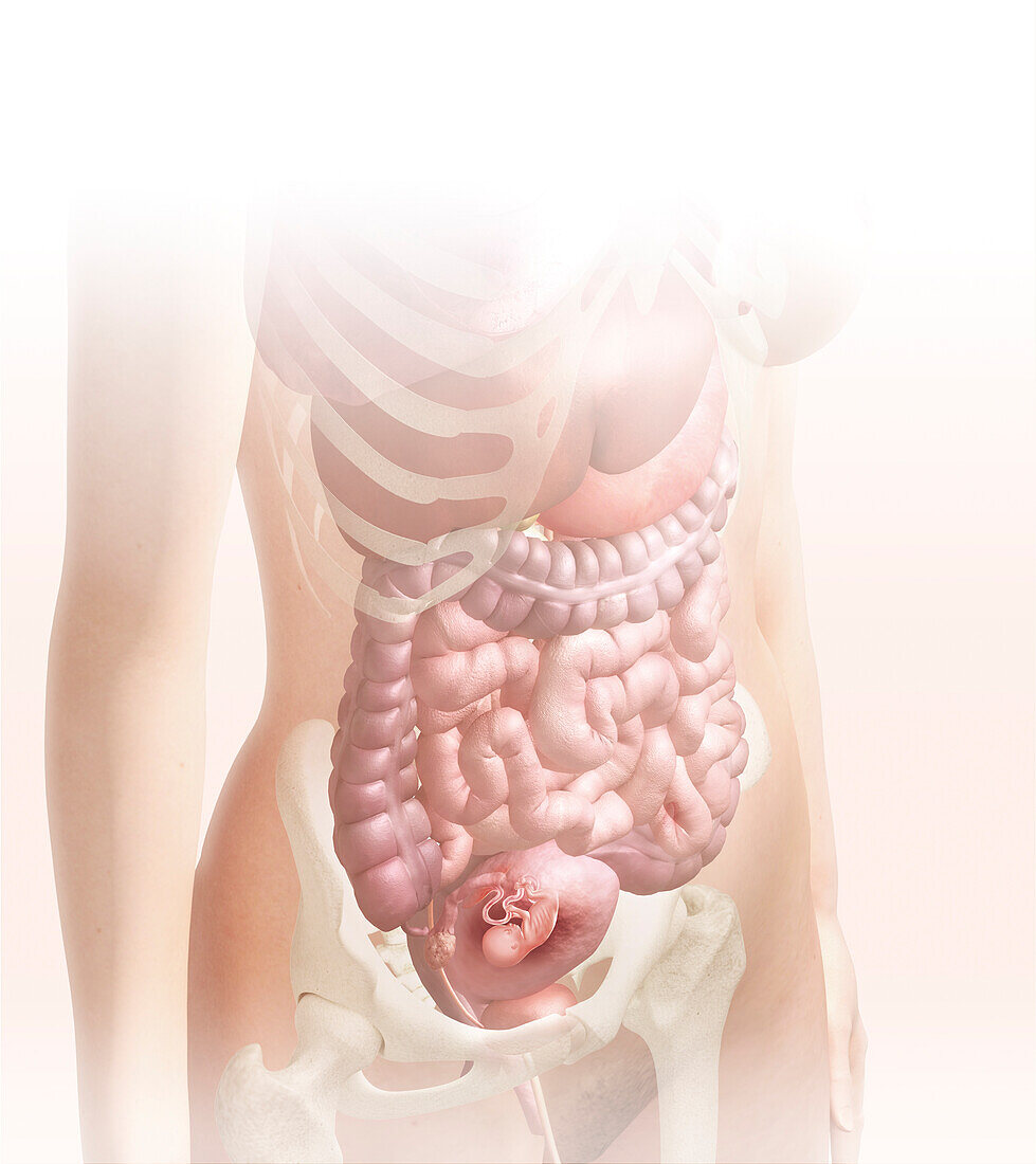 Foetus in the womb at 13 weeks, illustration
