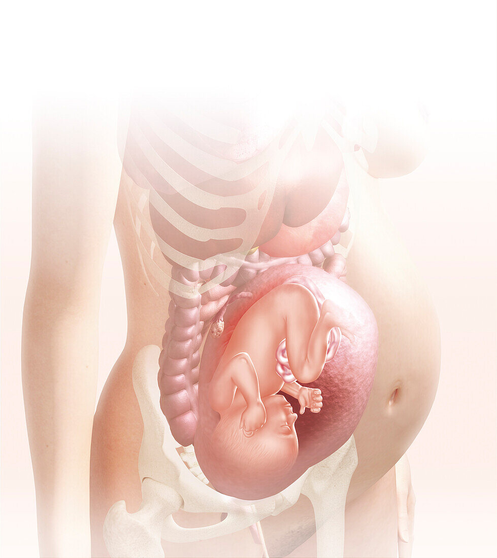 Foetus in the womb at 32 weeks, illustration