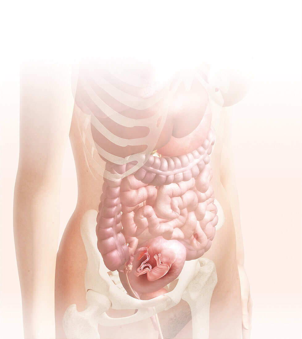 Foetus in the womb at 15 weeks, illustration