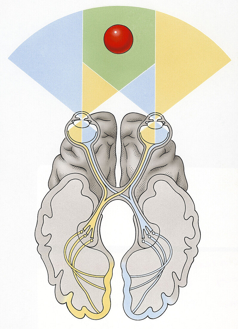 Brain's visual pathways, illustration