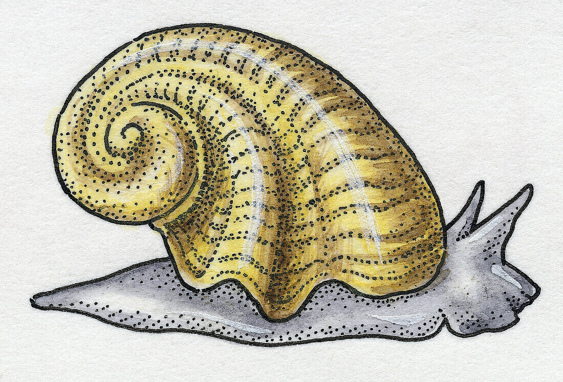 Sea snail, illustration