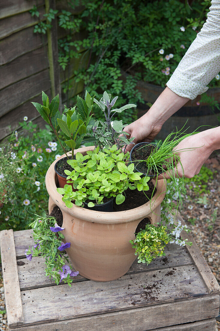 Planting a herb pot