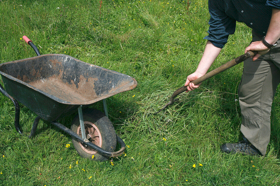 Man raking up cut grass and transferring it to wheelbarrow