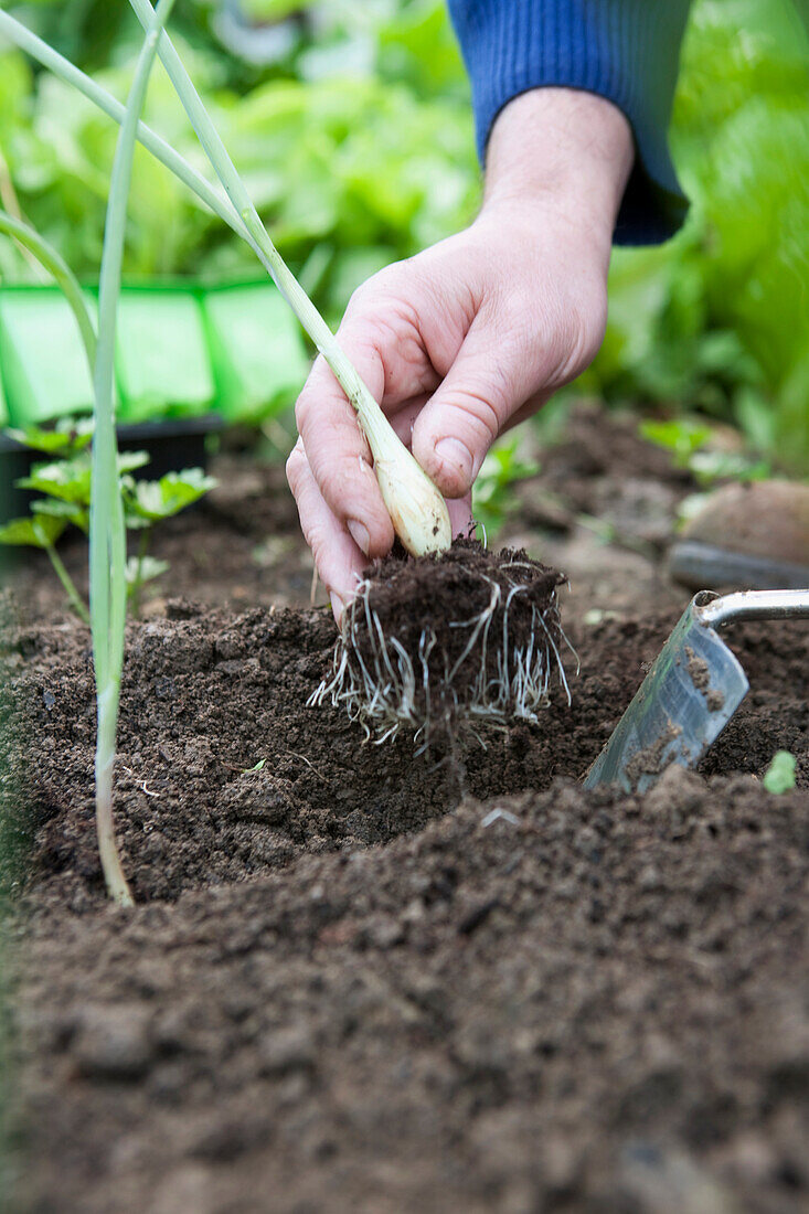 Planting out onion 'Ailsa Craig' seedling
