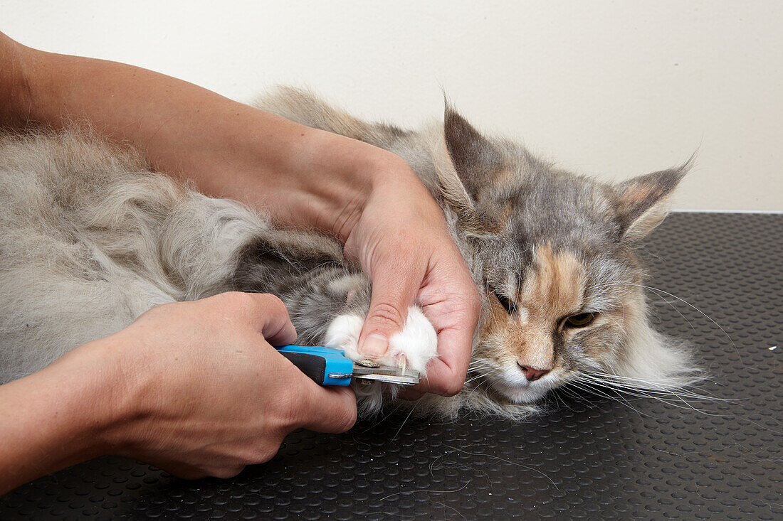 Female Maine coon having nails clipped