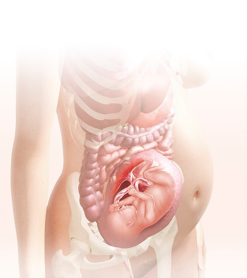 Embryo in the womb at 28 weeks, illustration