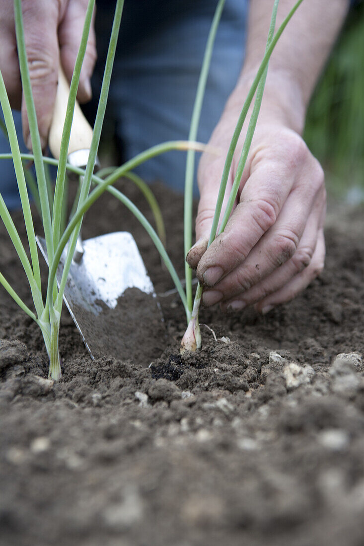 Transplanting out shallots