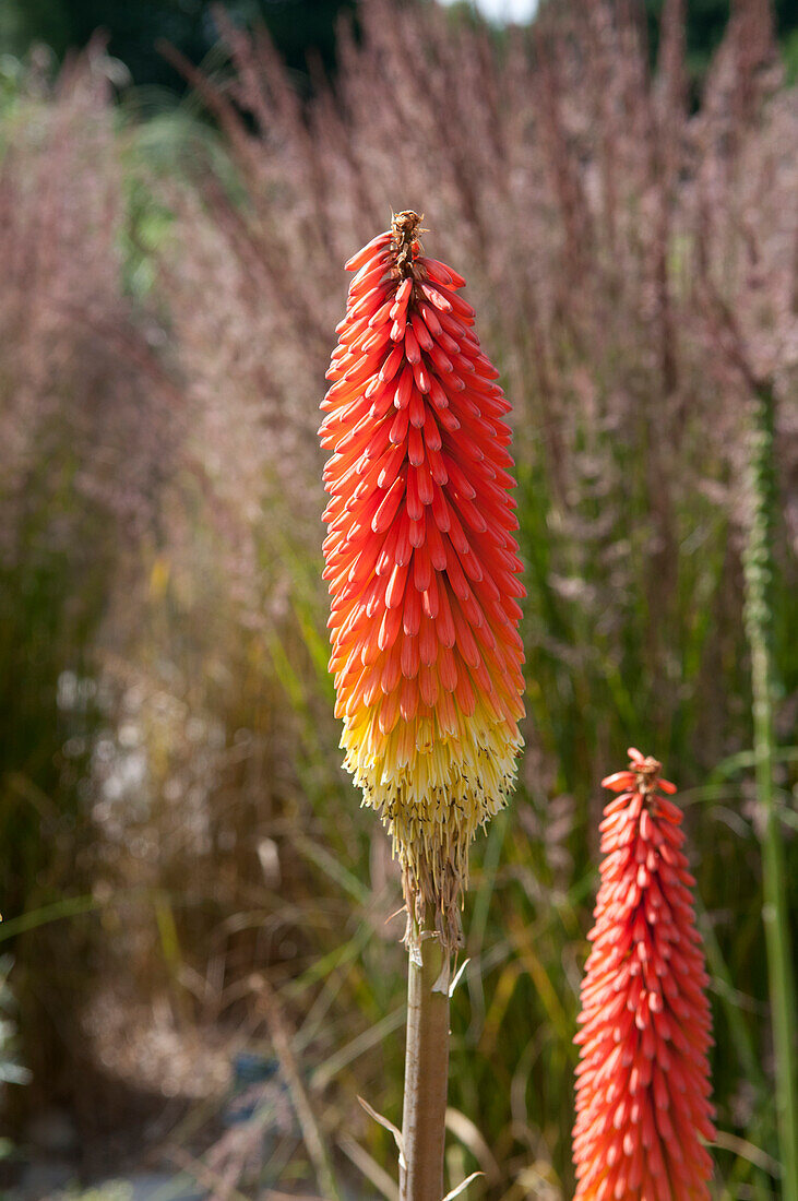 Red hot poker (Kniphofia sp.) flowers