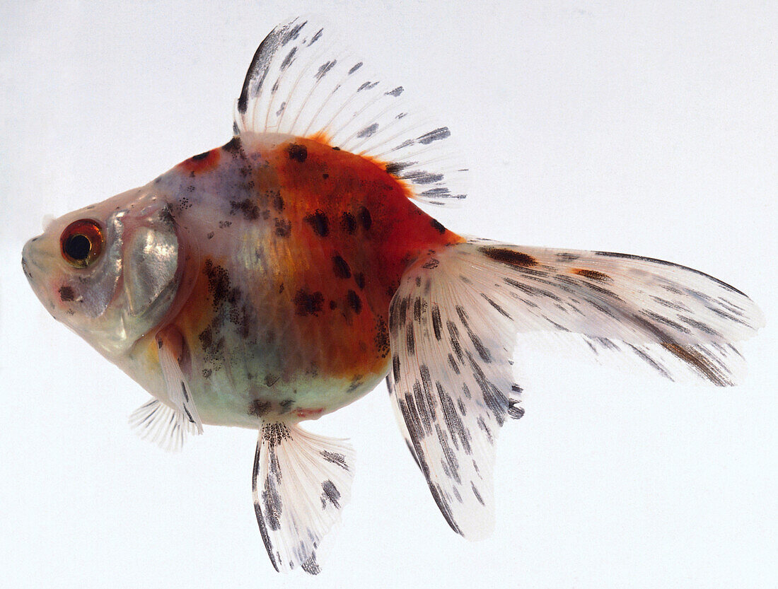 Calico fantail fish