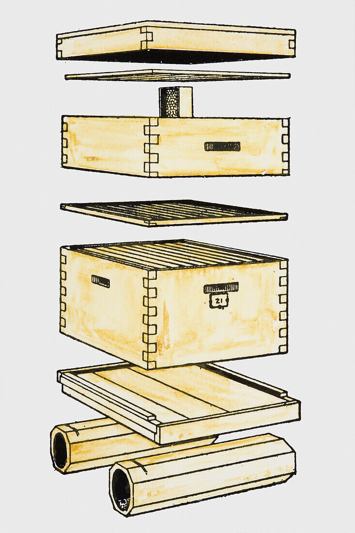 Bee hive with different sections separated, illustration