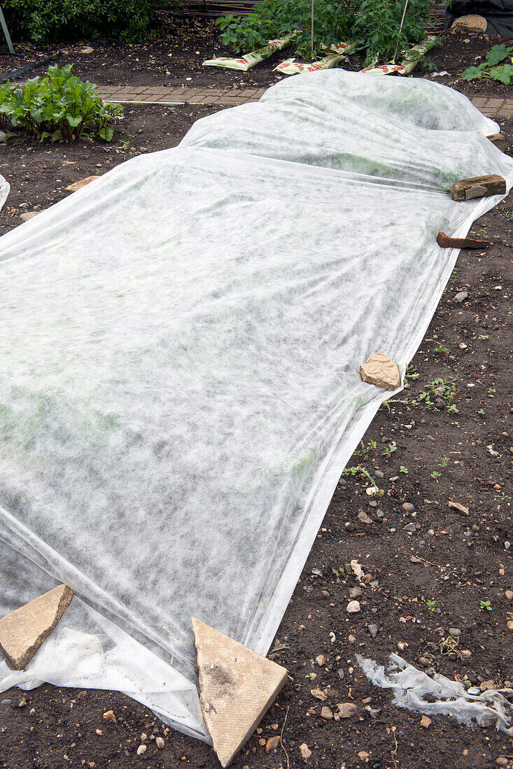 Plants covered with garden fleece for protection