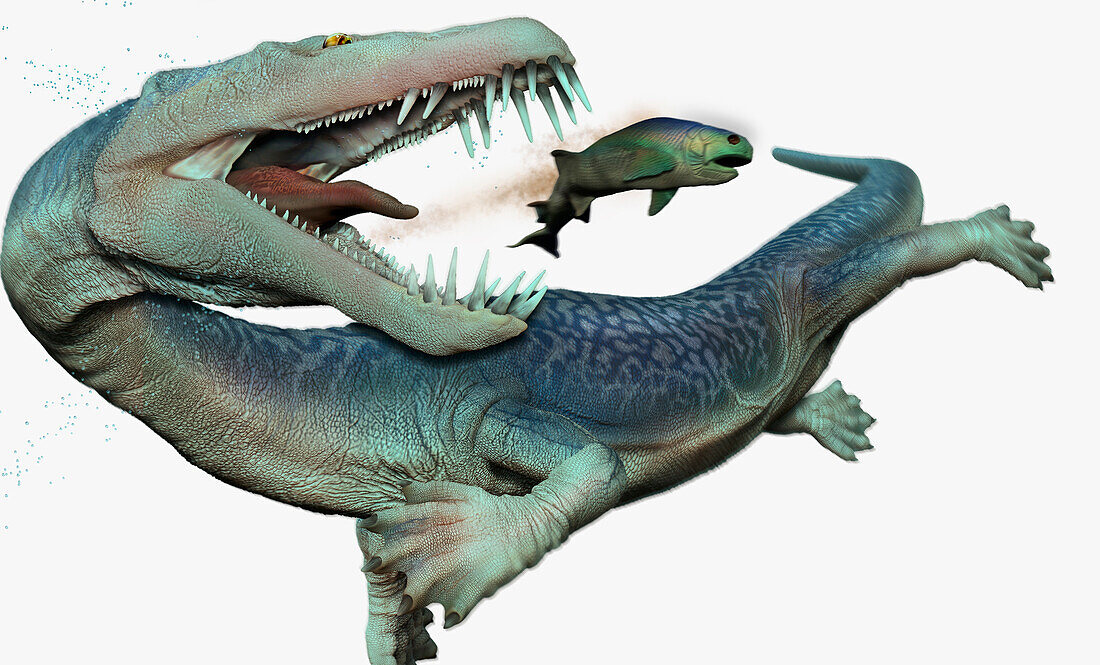 Nothosaurus aquatic reptile, illustration