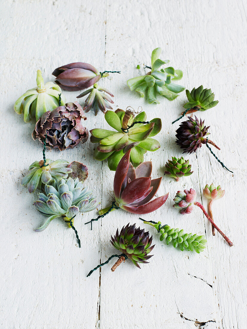 Succulent leaves with florist's wire tied around the stems