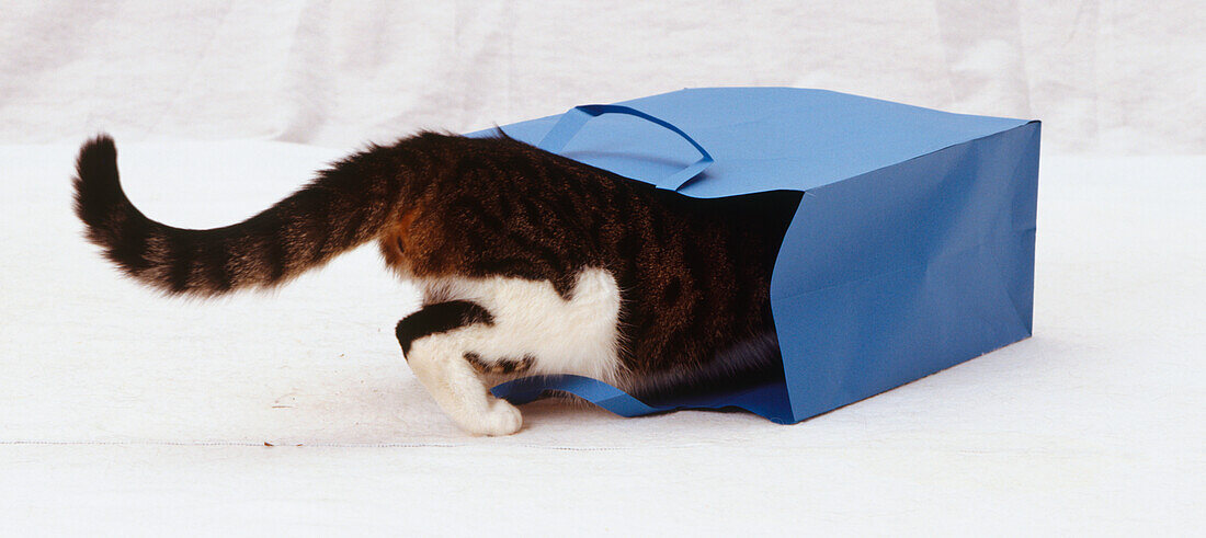 Kitten disappearing into blue paper carrier bag
