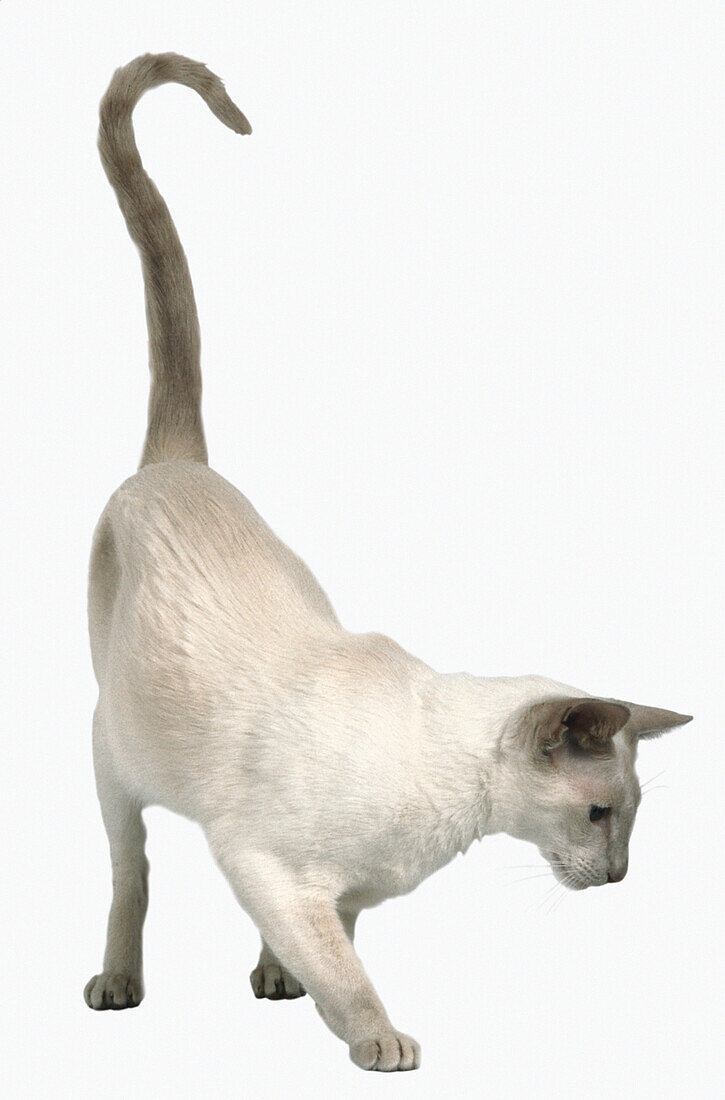 Siamese cat that has cream body with 'rosy mushroom' points
