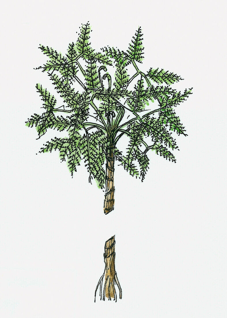 Mariopteris prehistoric tree, illustration