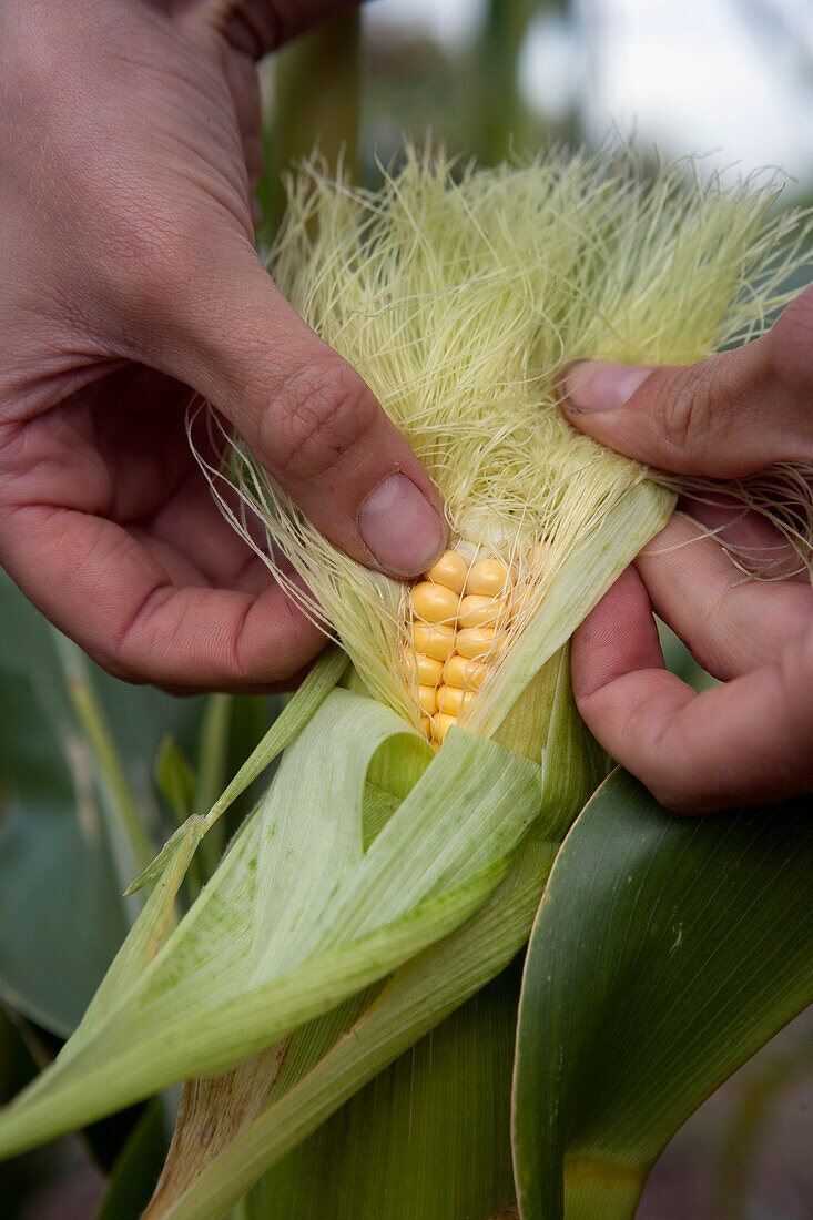 Hand checking sweetcorn kernels
