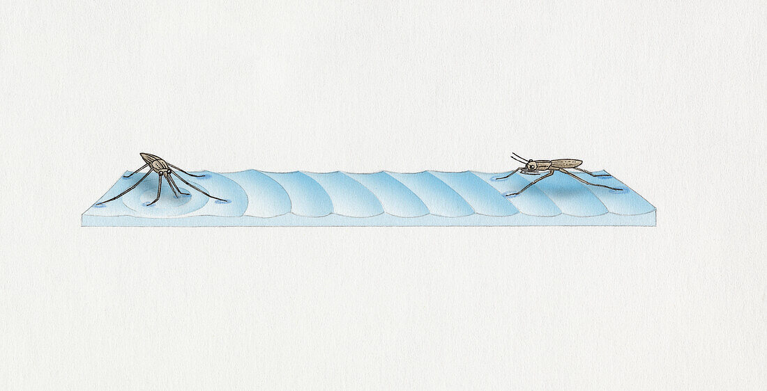 Two pond skaters on the surface of water, illustration