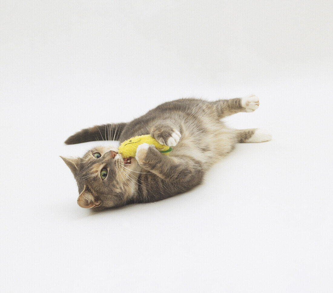 Cat lying on its side and chewing a toy mouse