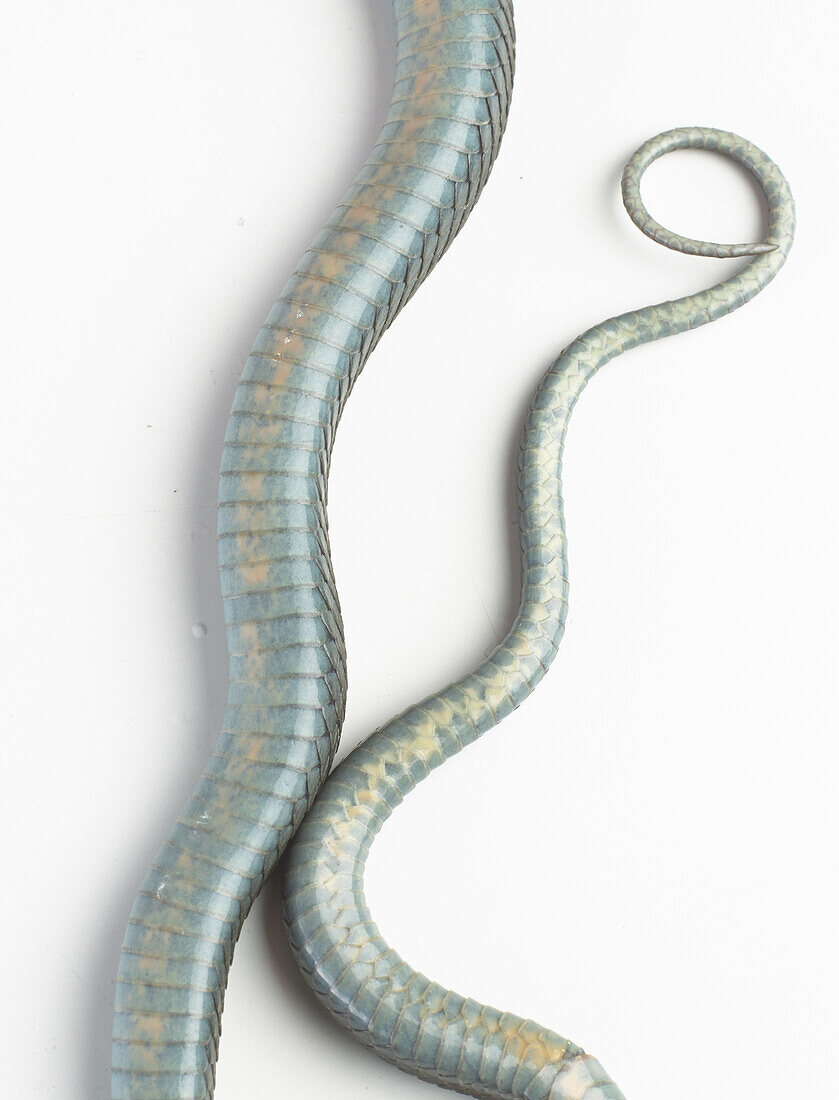 Underside of a Santa Cruz garter snake
