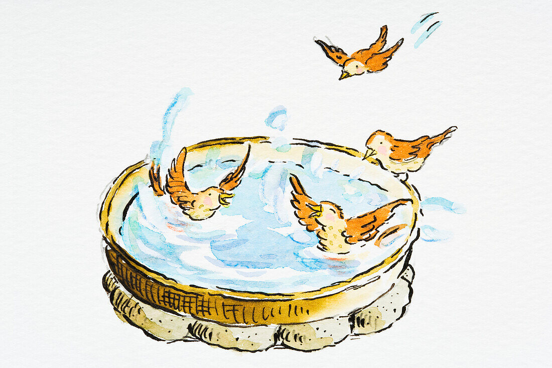 Birds perched on the edge of, flying above and in birdbath
