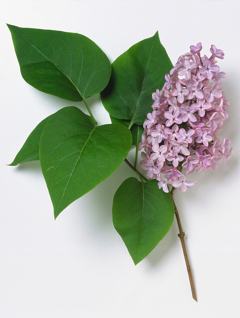 Lilac (Syringa vulgaris) leaves and flowers
