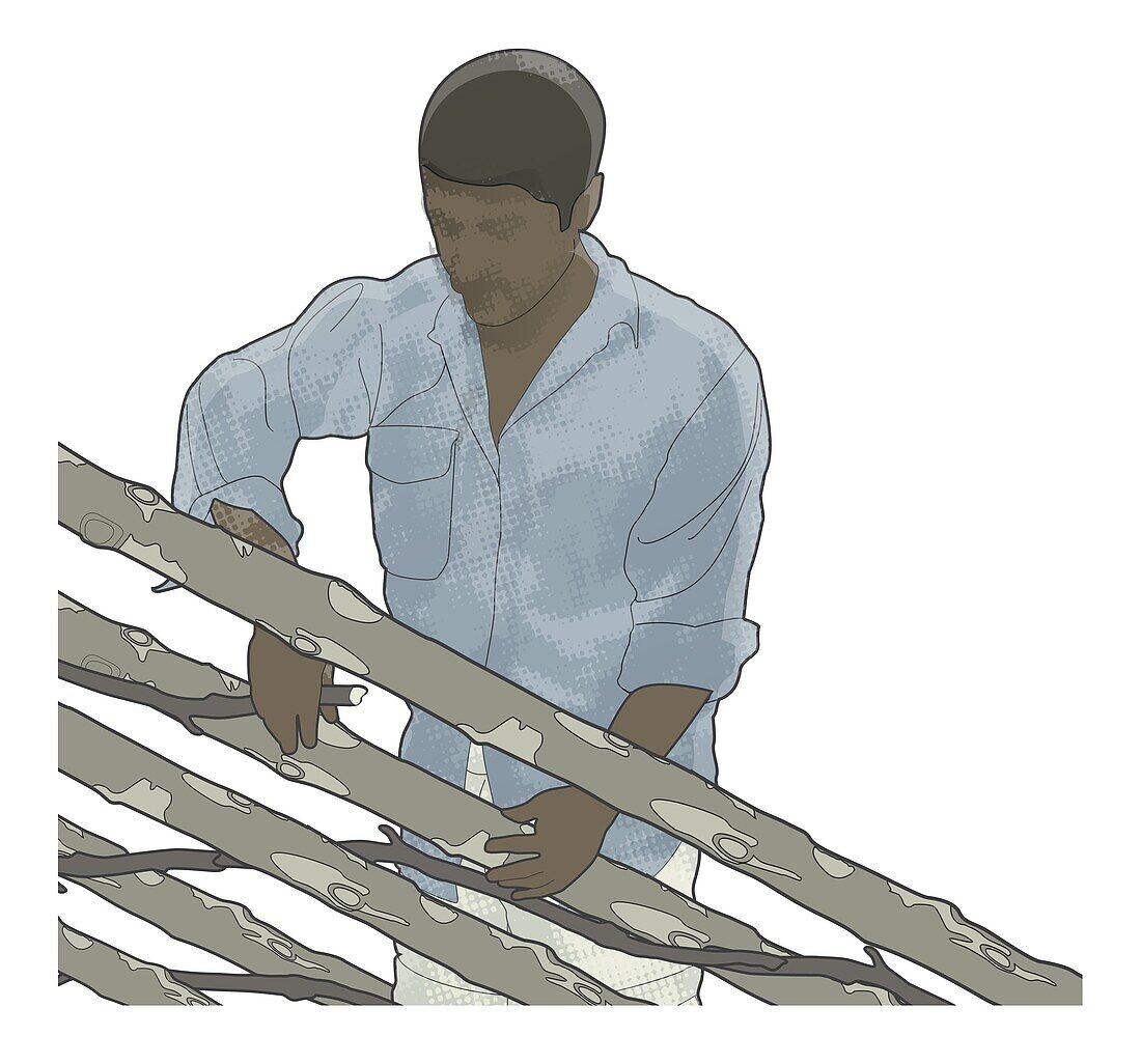 Man weaving saplings in and out of pole, illustration