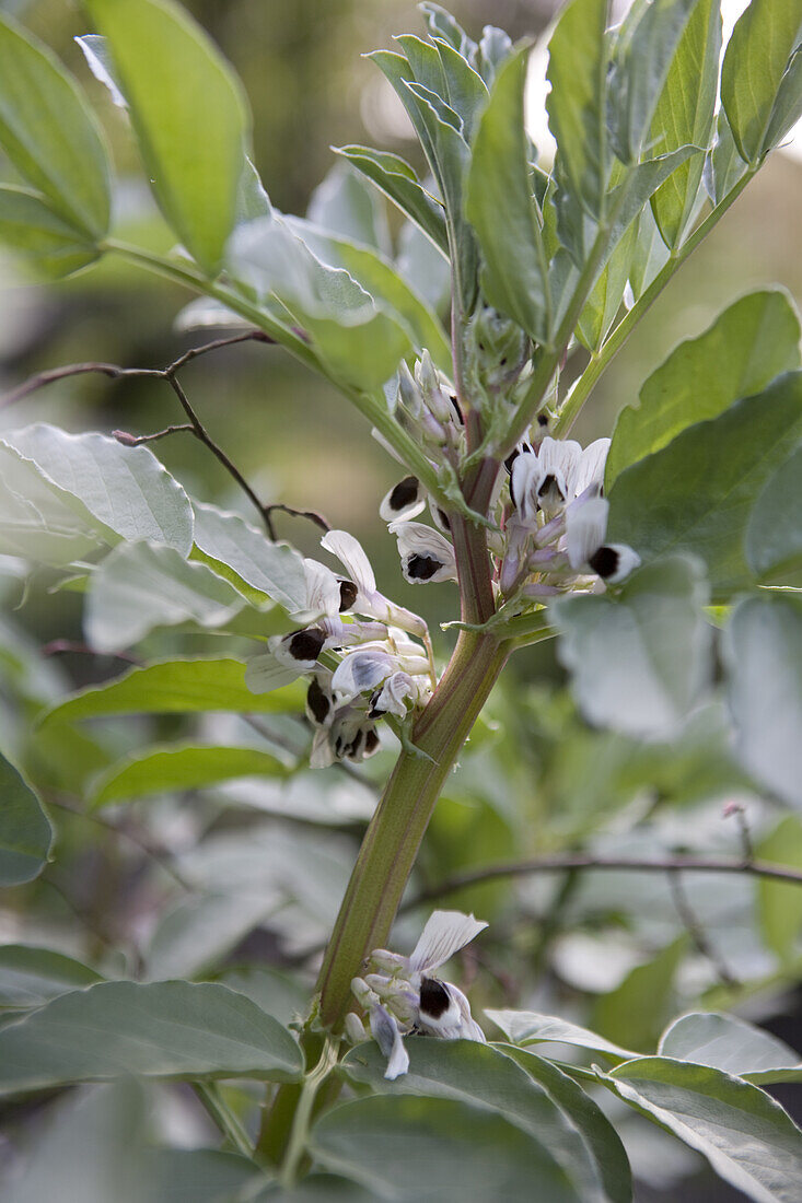 Broad bean (Vicia faba 'Jubilee Hysor') plants