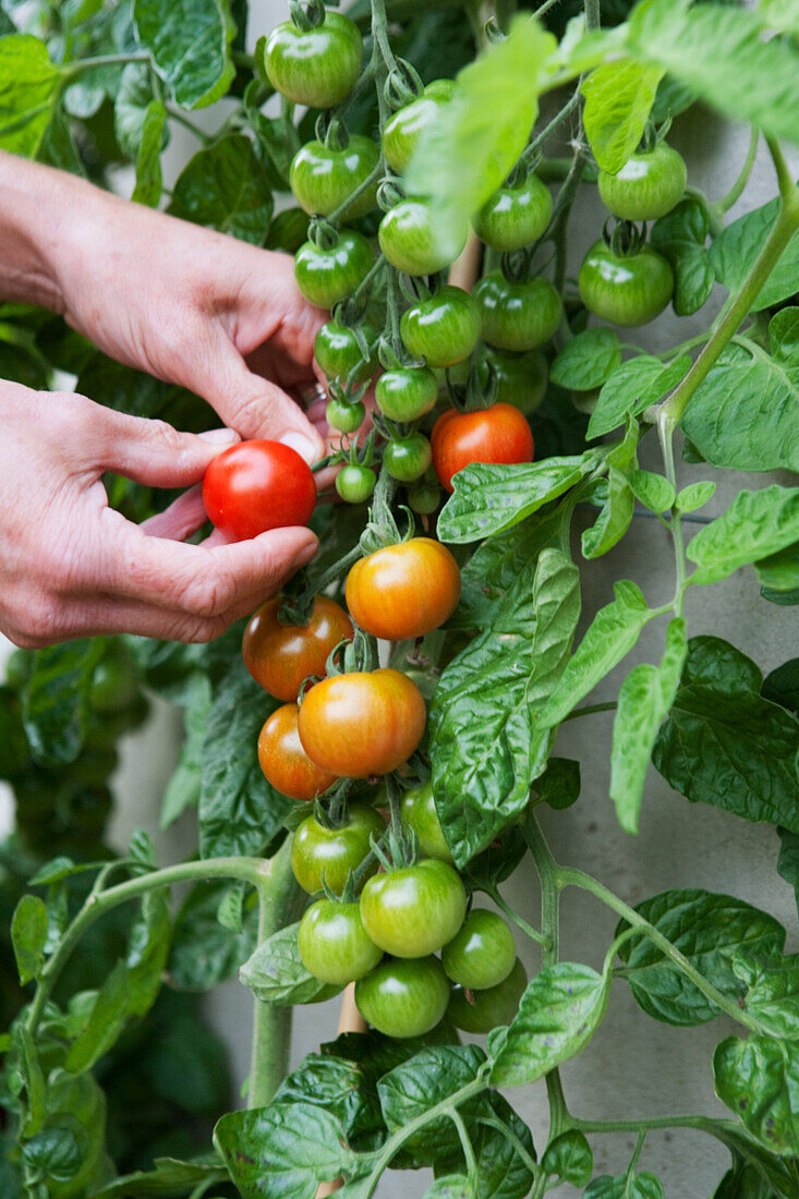 Picking tomato 'Gardener's Delight'