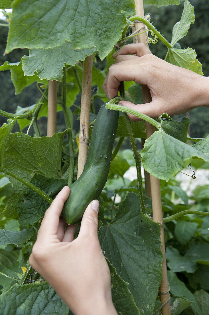 Cucumber 'Tiffany' fruit on mature plant