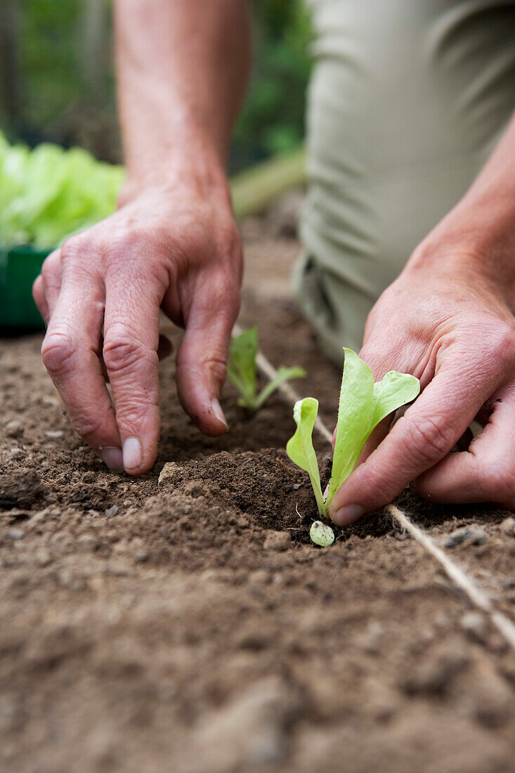 Transplanting seedling