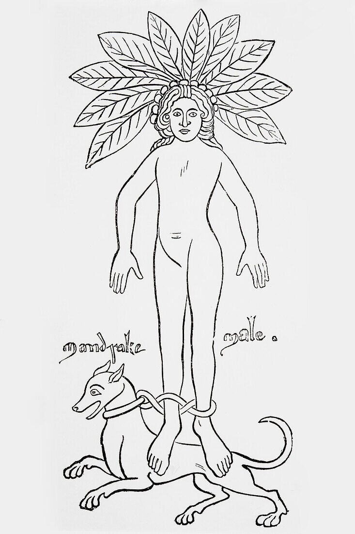 Human figure with mandrake plant and dog, illustration