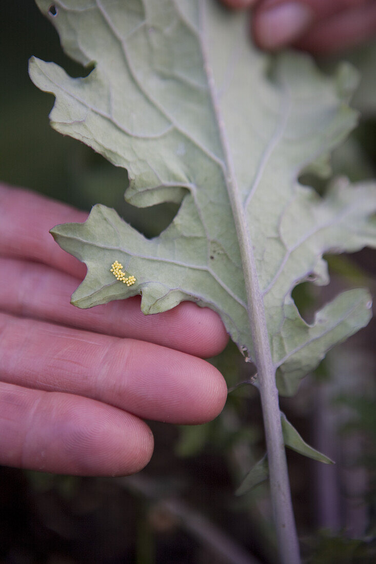 Kale (Brassica oleracea (Acephala Group) 'Starbor')