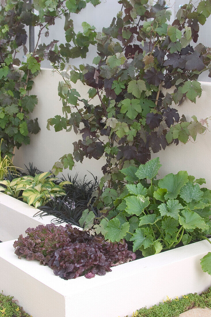 Vines and plants growing from white raised flowerbed