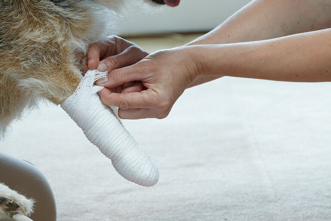 Owner applying bandage to jack russell paw