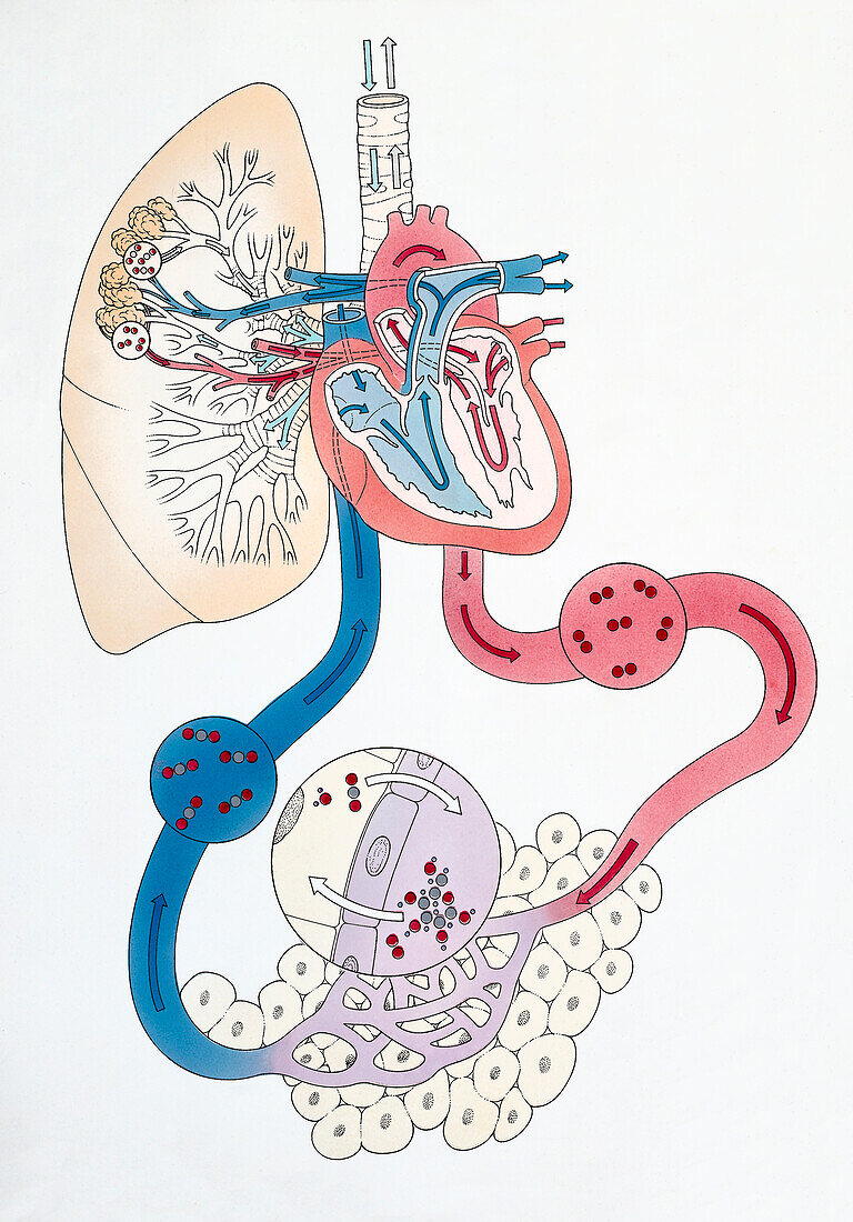 Deoxygenated blood flowing through the heart, illustration