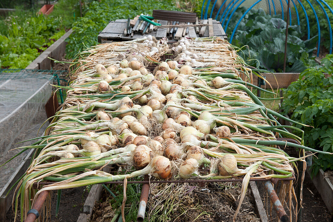 Onion and garlic bulbs drying